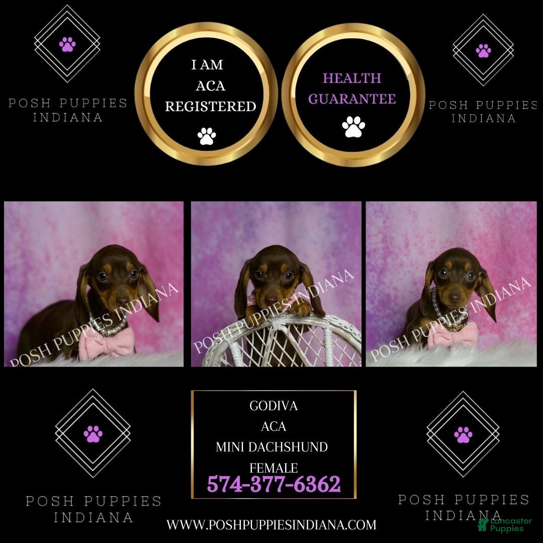Miniature Dachshund dogs for sale: Godiva - Ad 2