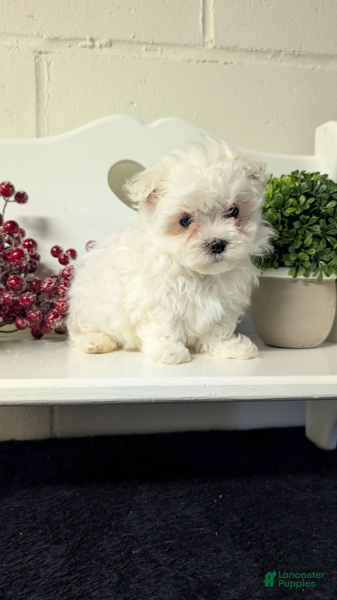 Maltese dogs for sale: Baxter  - Ad 7
