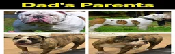 Olde English Bulldogge dogs for sale: Chester  - Ad 5