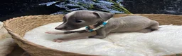 Italian Greyhound dogs for sale: Italian Greyhound 2 - Ad 4