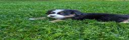 Bernese Mountain Dog dogs for sale: Belle - Ad 17