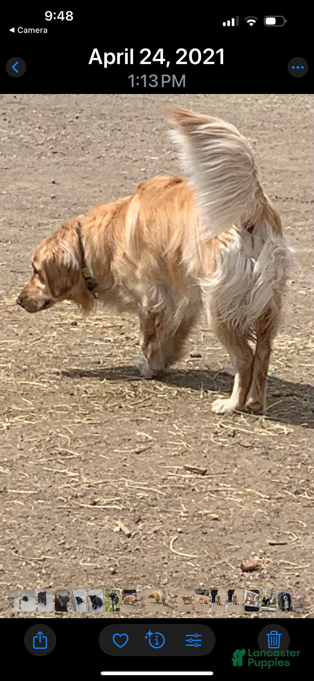 Golden Retriever dogs for sale: Christmas Purple Male-  - Ad 7