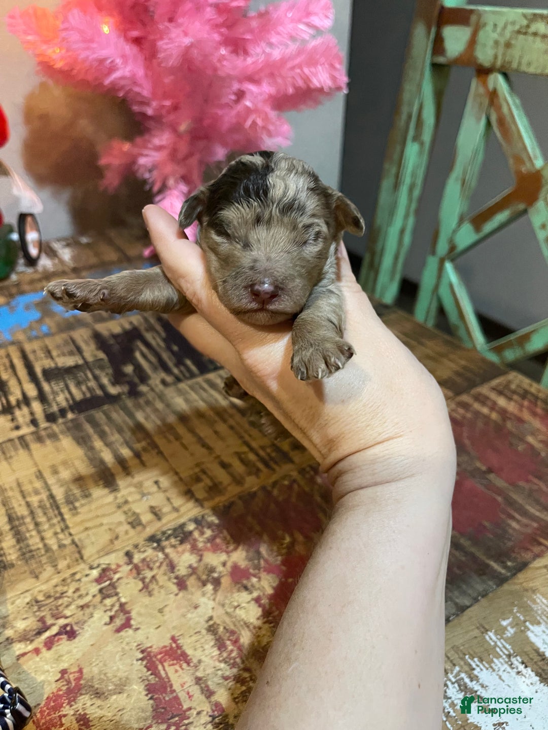 Miniature Poodle dogs for sale: Akc Chocolate Merle Phantom boy 2 - Ad 9