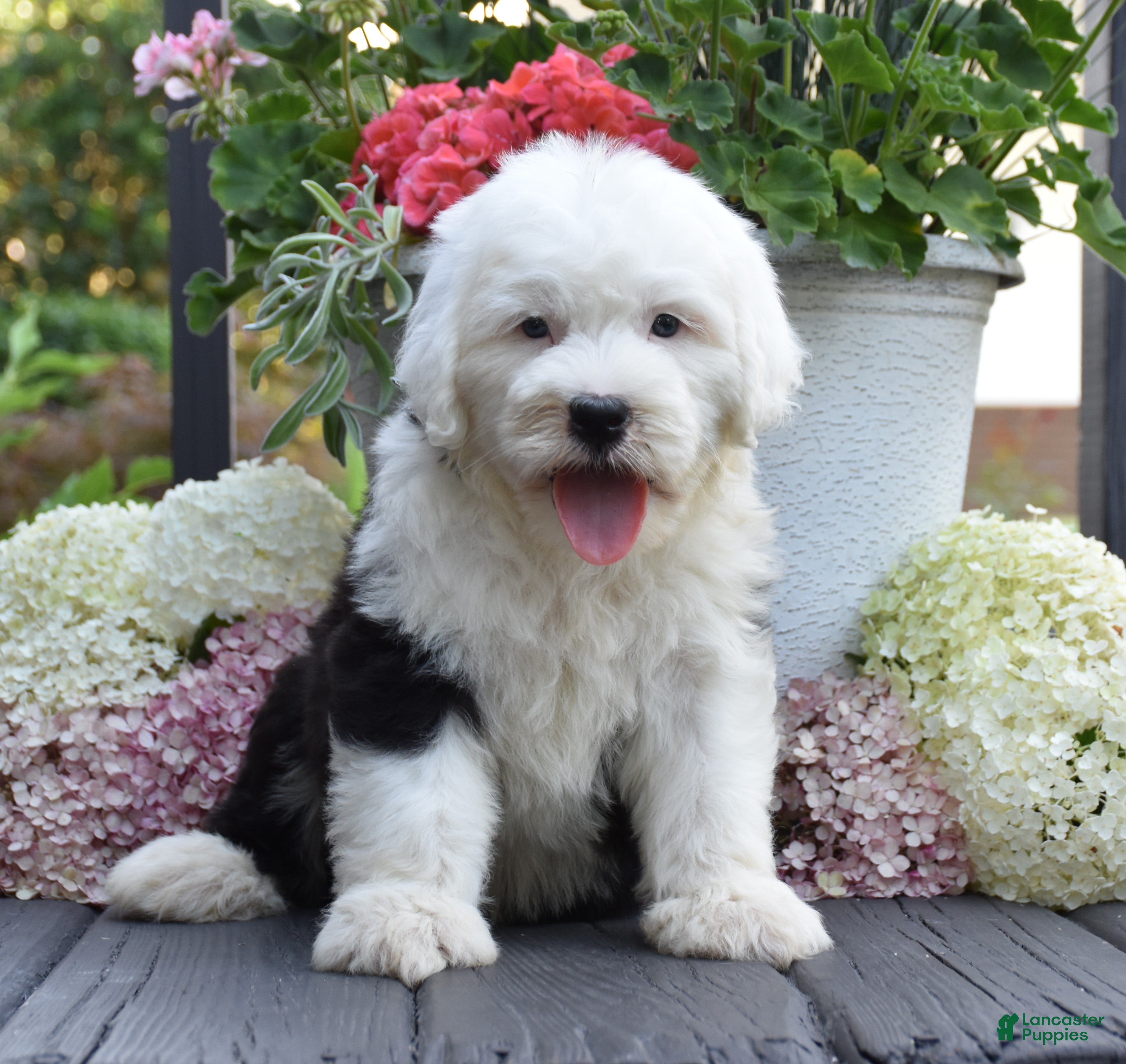 Old English Sheepdog dogs Kenya - Ad 2