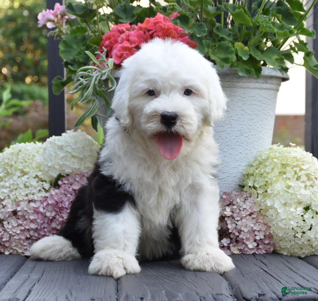 Old English Sheepdog dogs for sale: Kenya - Ad 2