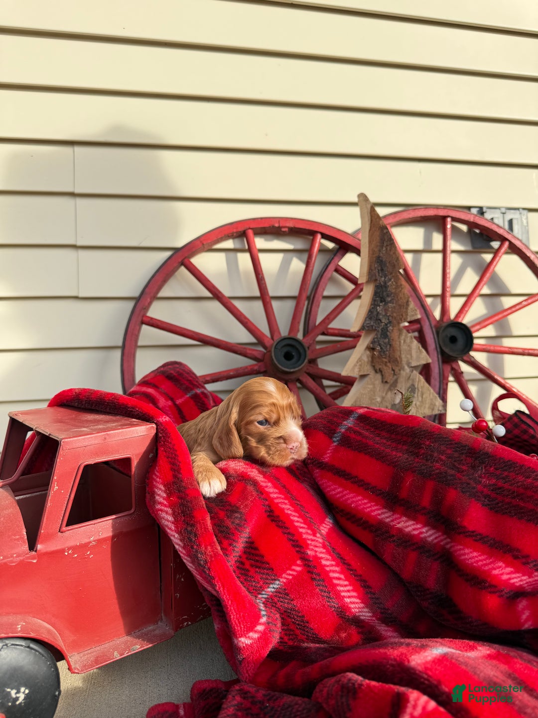 Cocker Spaniel dogs for sale: Amelia - Ad 3