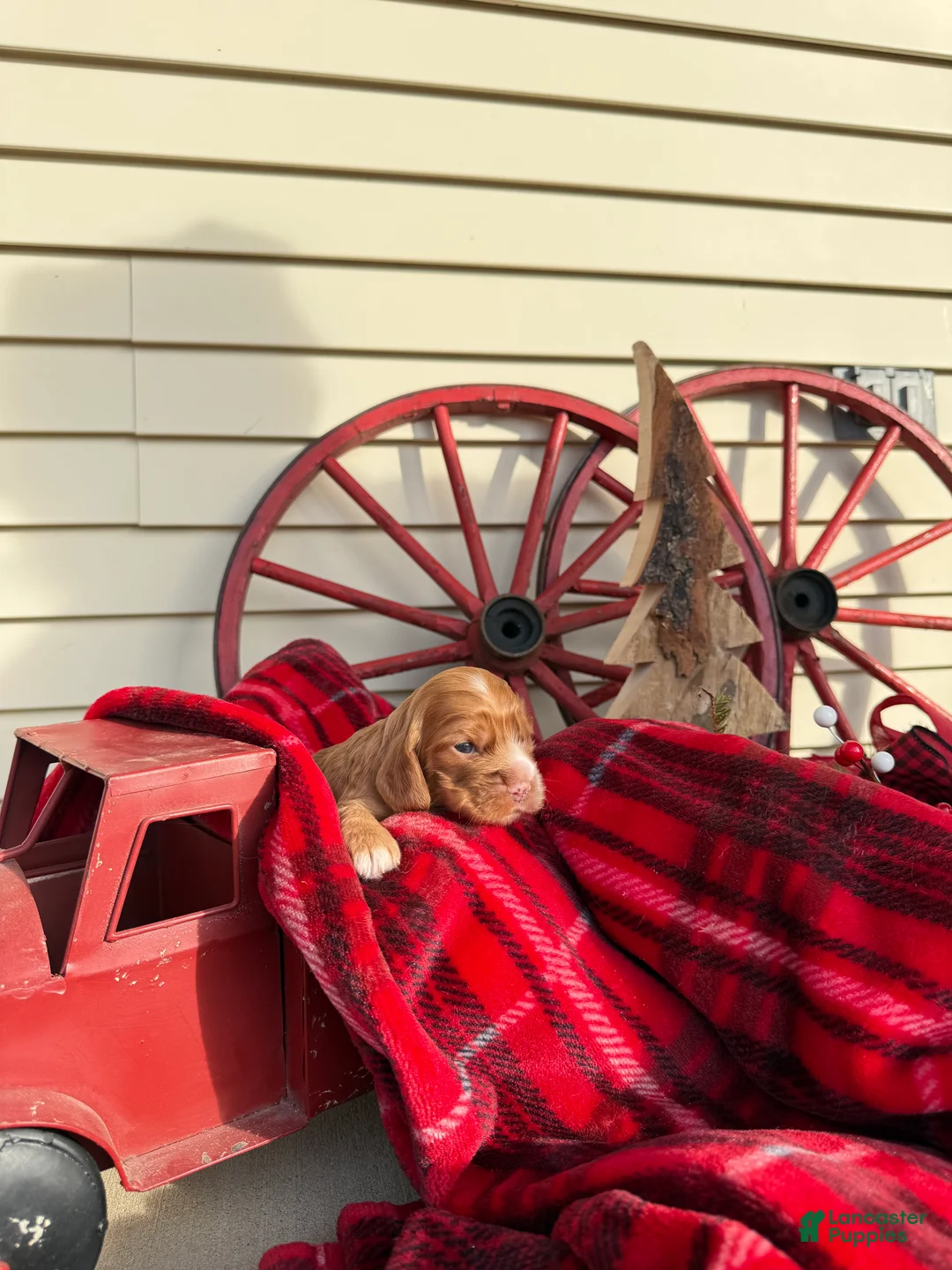 Cocker Spaniel dogs for sale: Amelia - Ad 6