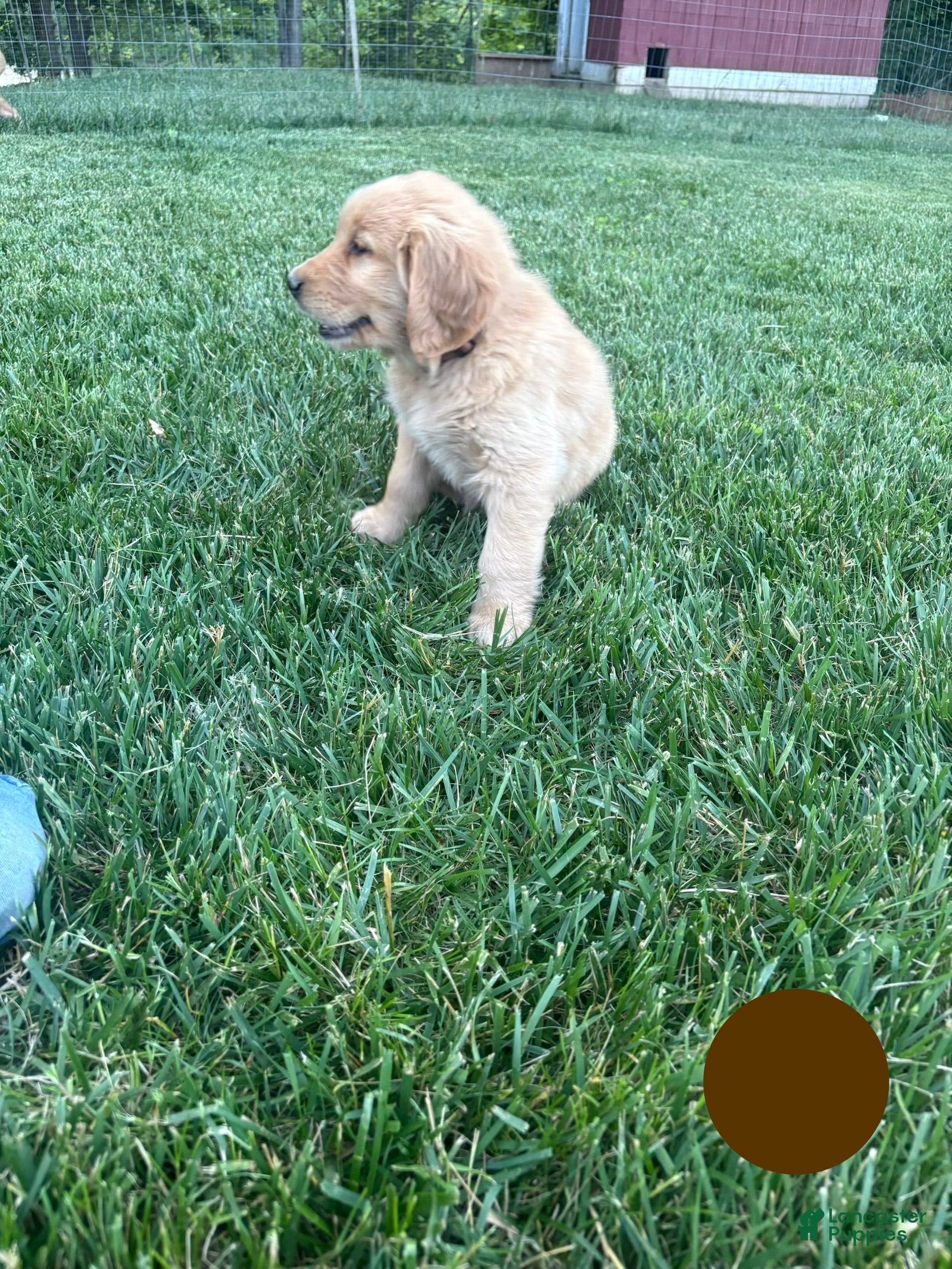 Golden Retriever dogs for sale: Brady - Ad 4
