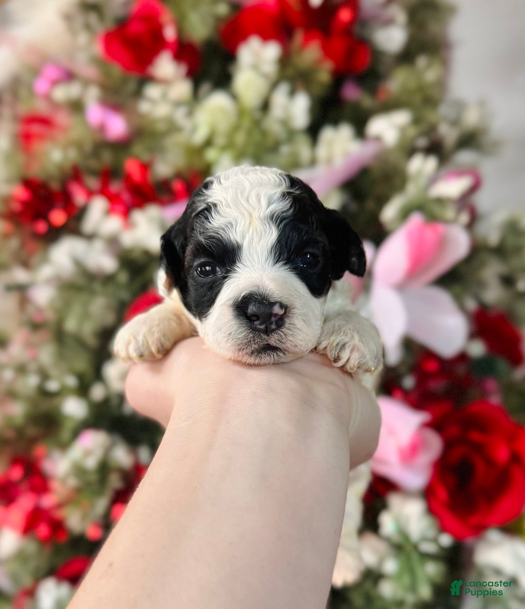 Cockapoo dogs for sale: Cockapoo Puppy 2 - Ad 1