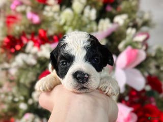 Cockapoo dogs Cockapoo Puppy 2 - Ad 27