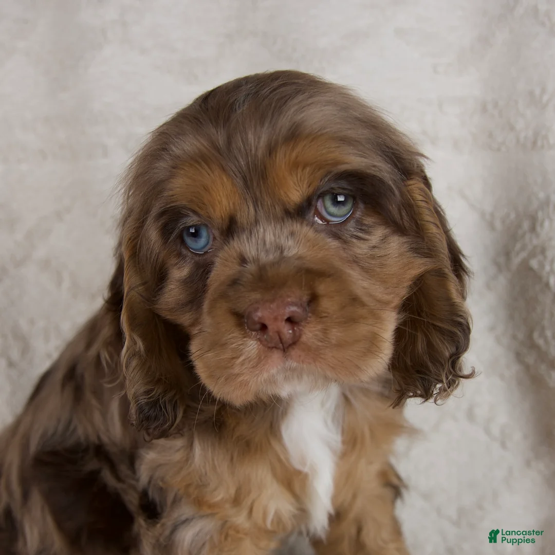 Cocker Spaniel dogs for sale: Banjo - Ad 2