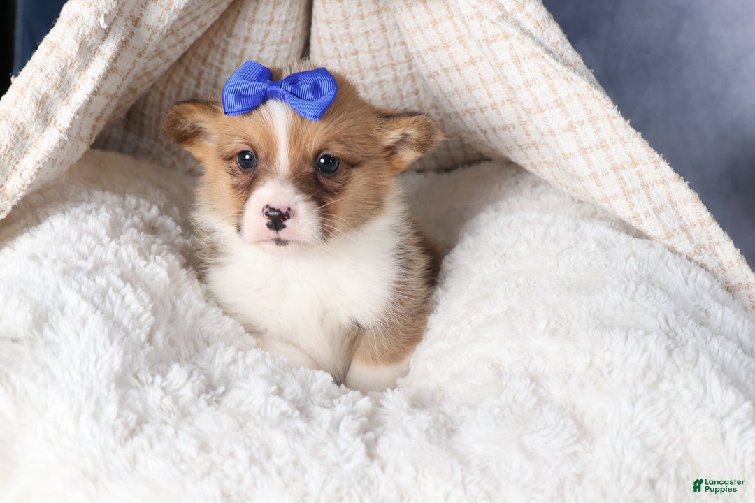 Welsh Corgi Pembroke dogs for sale: BO - Ad 15