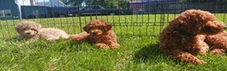 Maltipoo dogs for sale: Rex - Ad 4