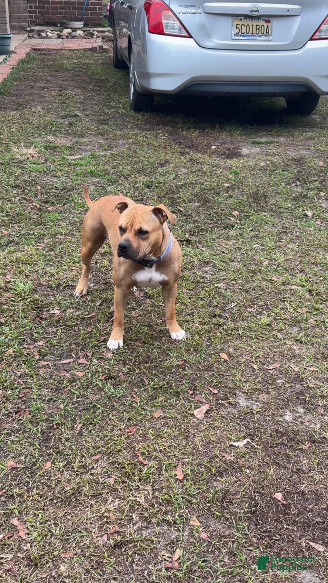 American Bully dogs for sale: American Bully 5 - Ad 2
