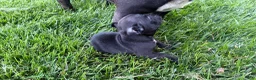 French Bulldog dogs for sale:     Black Frenchie Girl - Ad 7