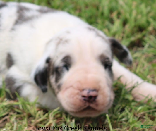 Great Dane dogs Great Dane 2 - Ad 1
