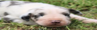 Great Dane 2