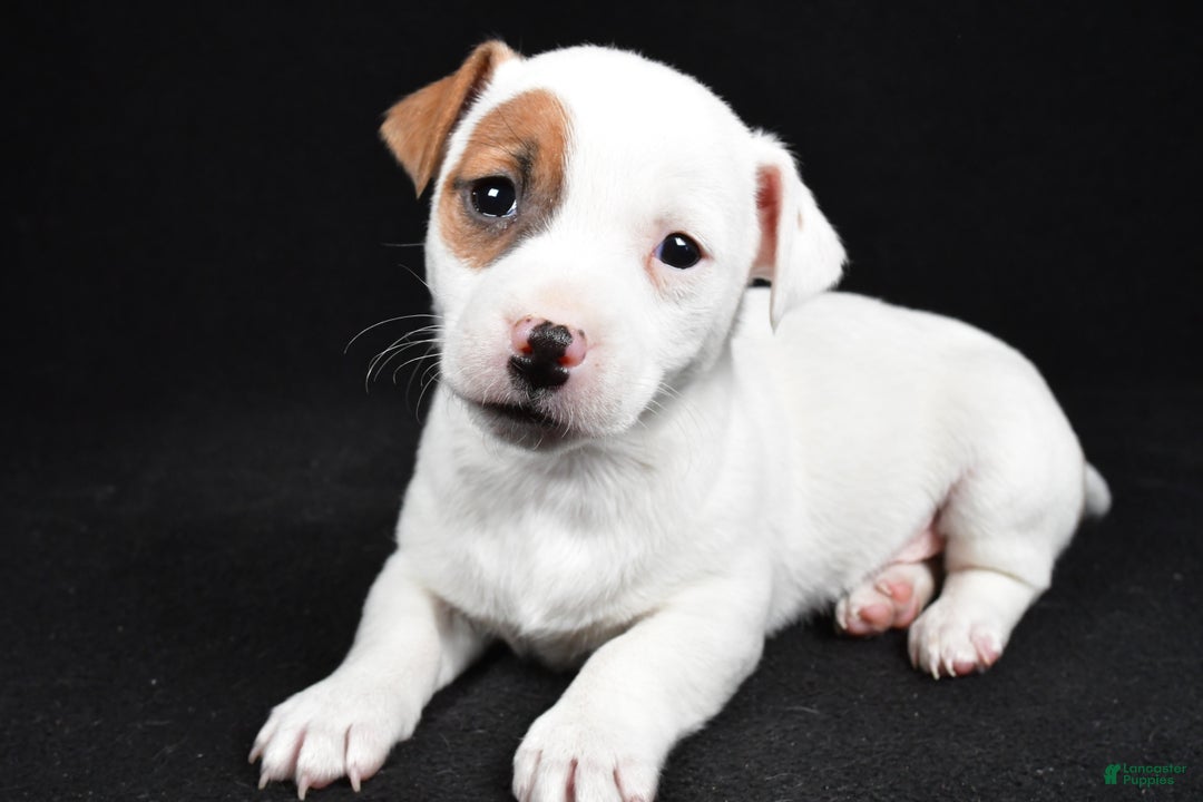 Jack Russell Terrier dogs for sale: Spots - Ad 4