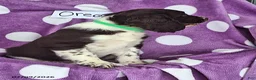 English Springer Spaniel dogs for sale: Oreo - Ad 6