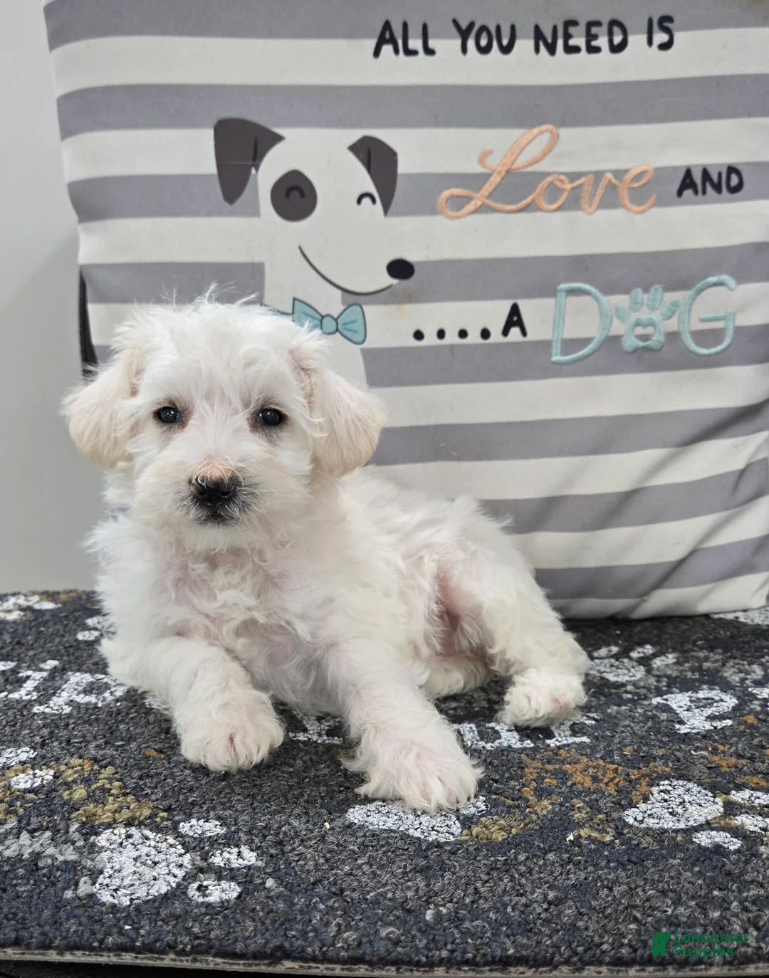 Schnoodle dogs for sale: Daisy - Ad 5