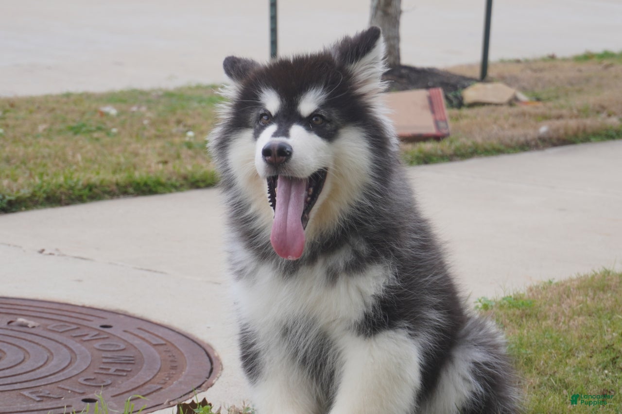 Alaskan Malamute dogs Xiao Zi - Ad 1