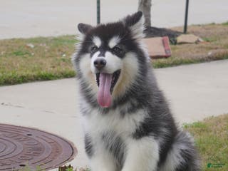 Alaskan Malamute dogs Xiao Zi - Ad 1