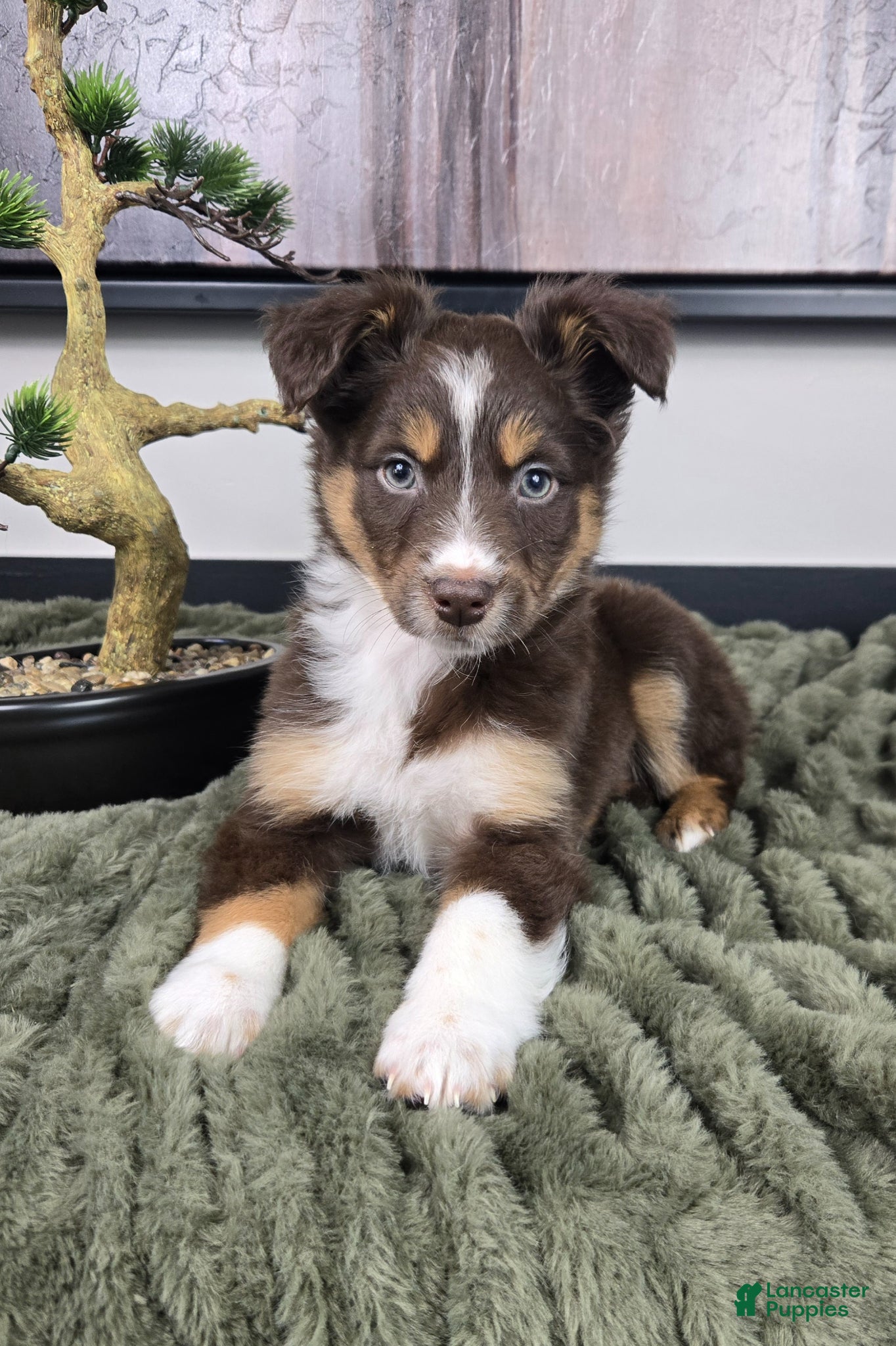 Miniature Australian Shepherd dogs Sandy - Ad 1