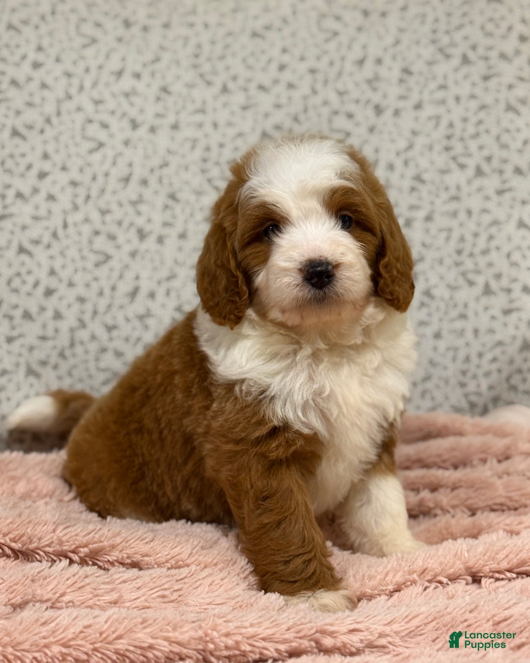 Goldendoodle dogs for sale: Princess - Ad 5