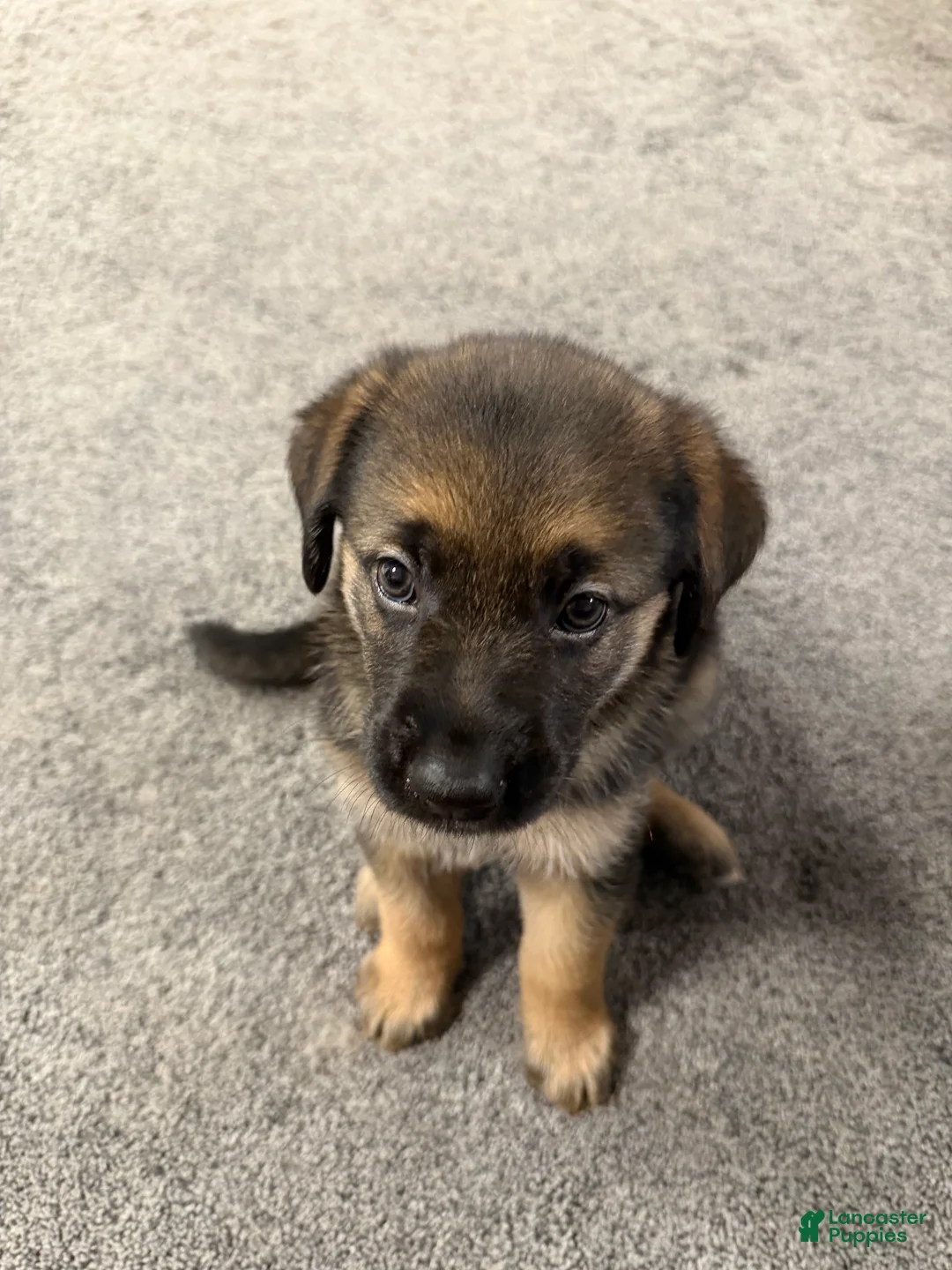 Golden Shepherd dogs for sale: Sour Patch  - Ad 2