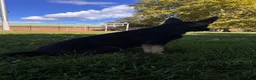 German Shepherd dogs for sale: Bentley   - Ad 3
