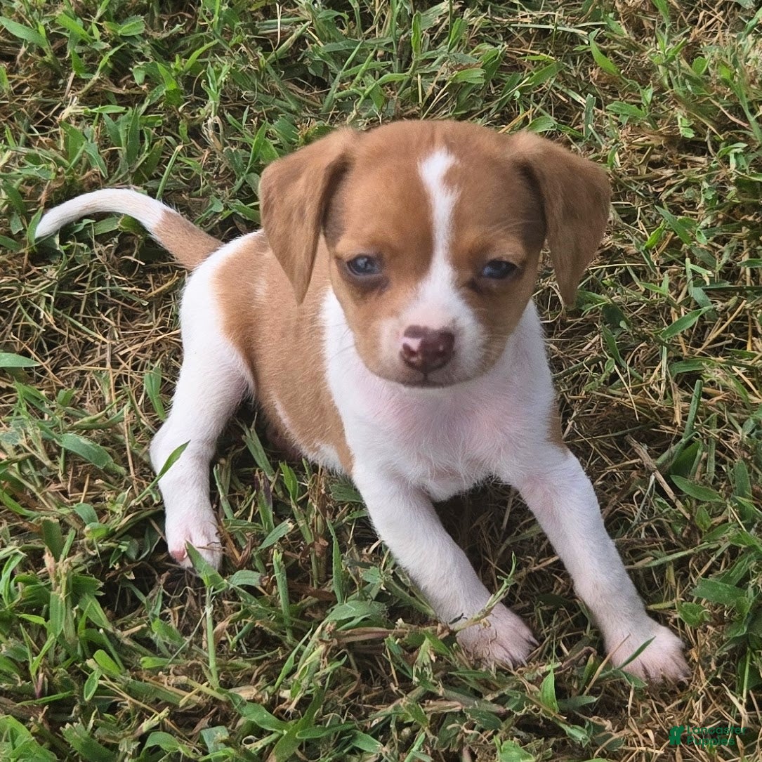 Beagle dogs Sam Queen Elizabeth Pocket Beagle - Ad 15