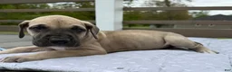 Great Dane dogs for sale: Rotini (Red) - Ad 2