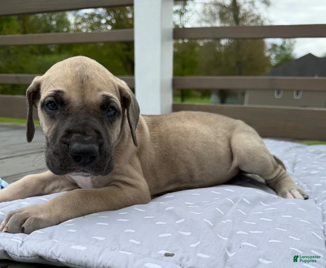 Great Dane dogs for sale: Rotini (Red) - Ad 2