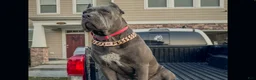 Cane Corso dogs for sale: Cane Corso Puppy 9 - Ad 2