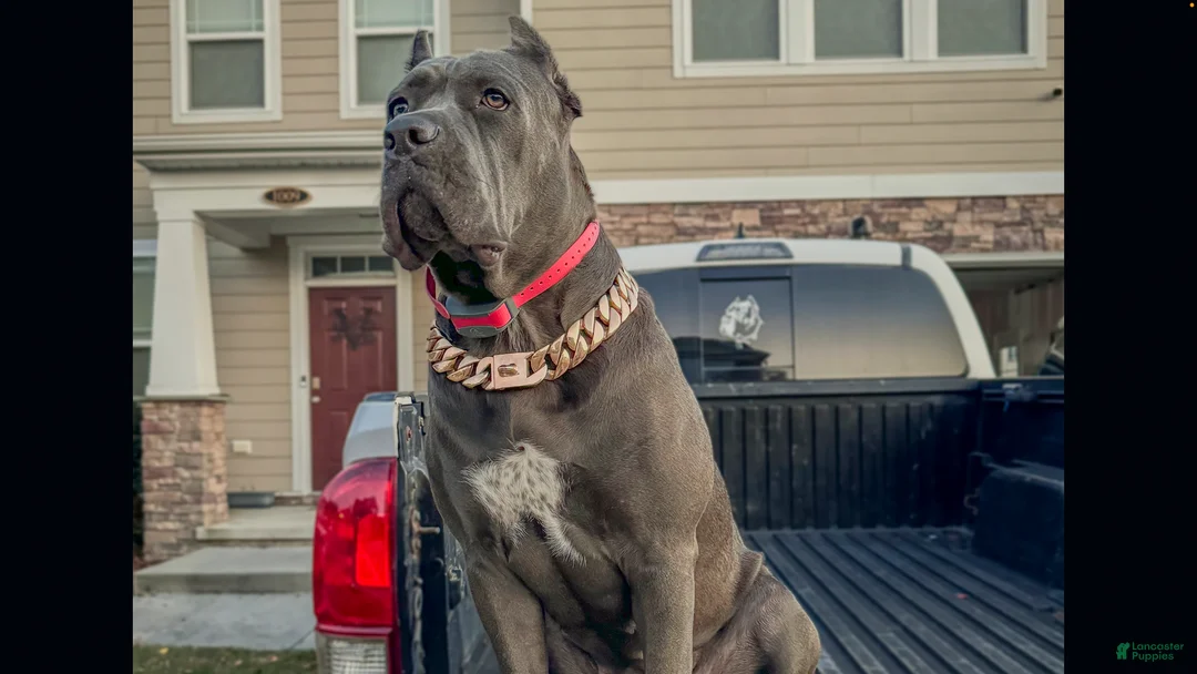 Cane Corso dogs for sale: Cane Corso Puppy 9 - Ad 2