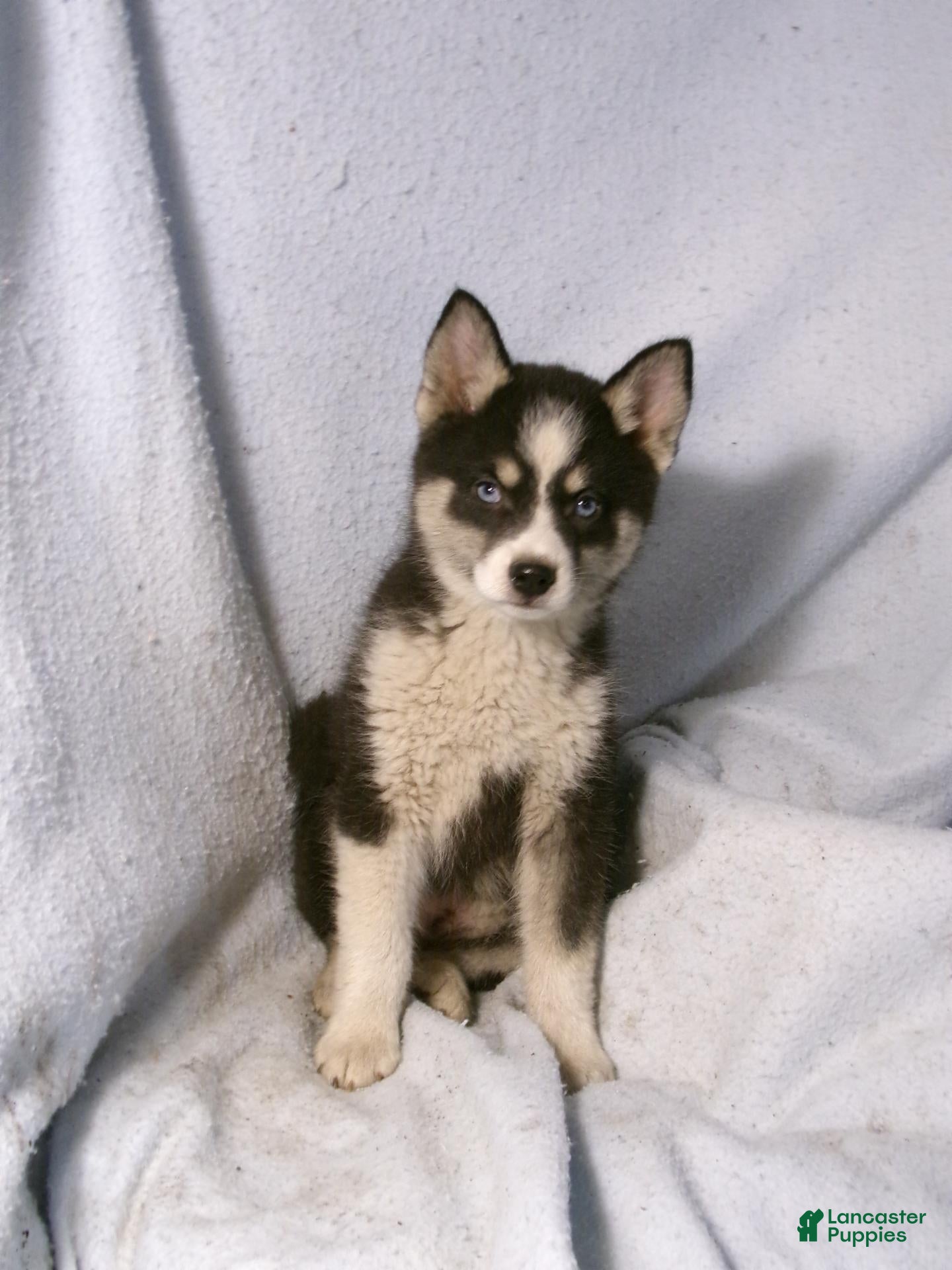 Pomsky dogs for sale: Phil - Ad 2