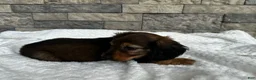 Miniature Dachshund dogs for sale: Zeke - Ad 8