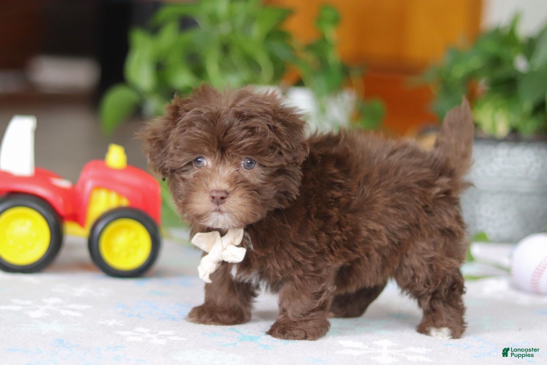 Havanese dogs for sale: Ethan - Ad 2