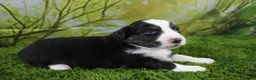 Miniature Australian Shepherd dogs for sale: Liberty - Ad 2