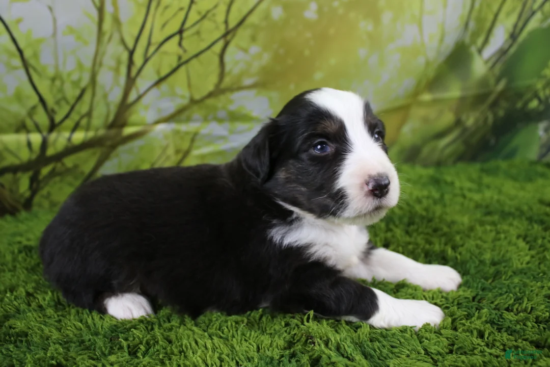 Miniature Australian Shepherd dogs for sale: Liberty - Ad 2