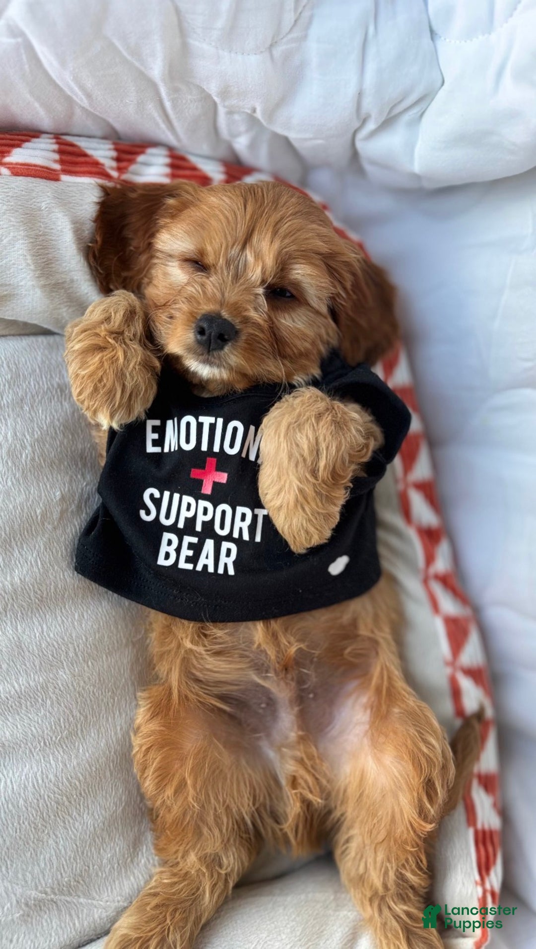 Cockapoo dogs for sale: Oliver – The “Emotional Support Bear” You’ll Fall in Love With 🧡🐾 - Ad 6