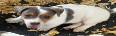 Jack Russell Terrier 3