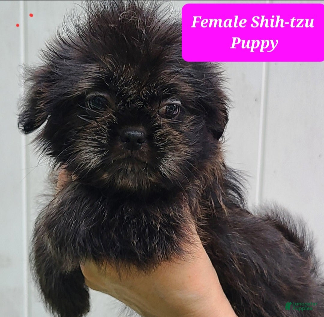 Shih Tzu dogs Black Brindle Girl - Ad 36
