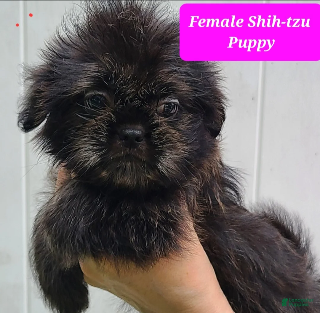 Shih Tzu dogs for sale: Black Brindle Girl - Ad 1