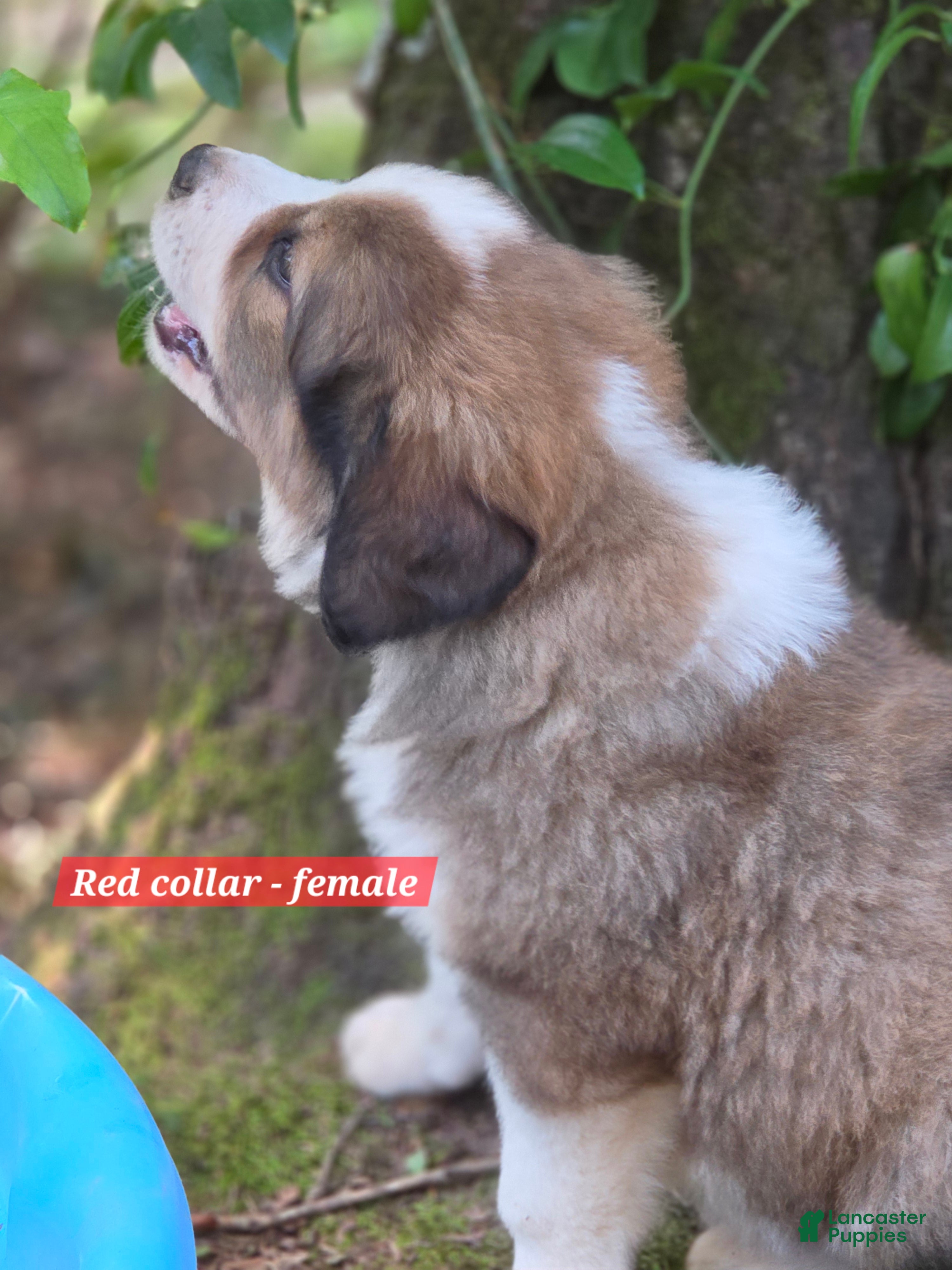Mixed Breed dogs Red collar - Ad 28