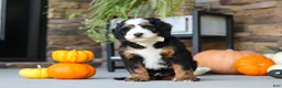 Mini Bernedoodle dogs for sale: Khaby🦴 - Ad 7