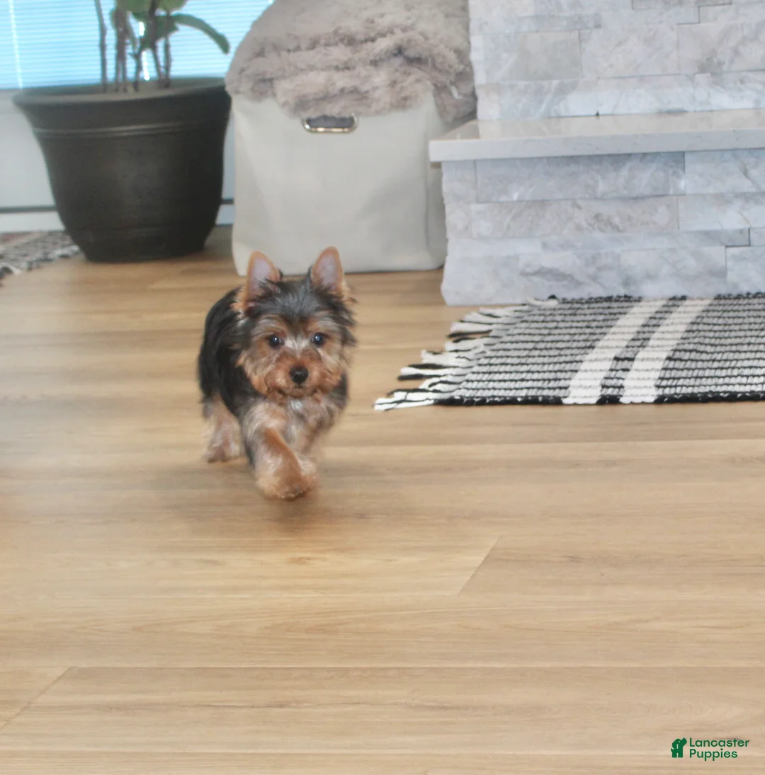 Yorkshire Terrier dogs for sale: Robot - Ad 7
