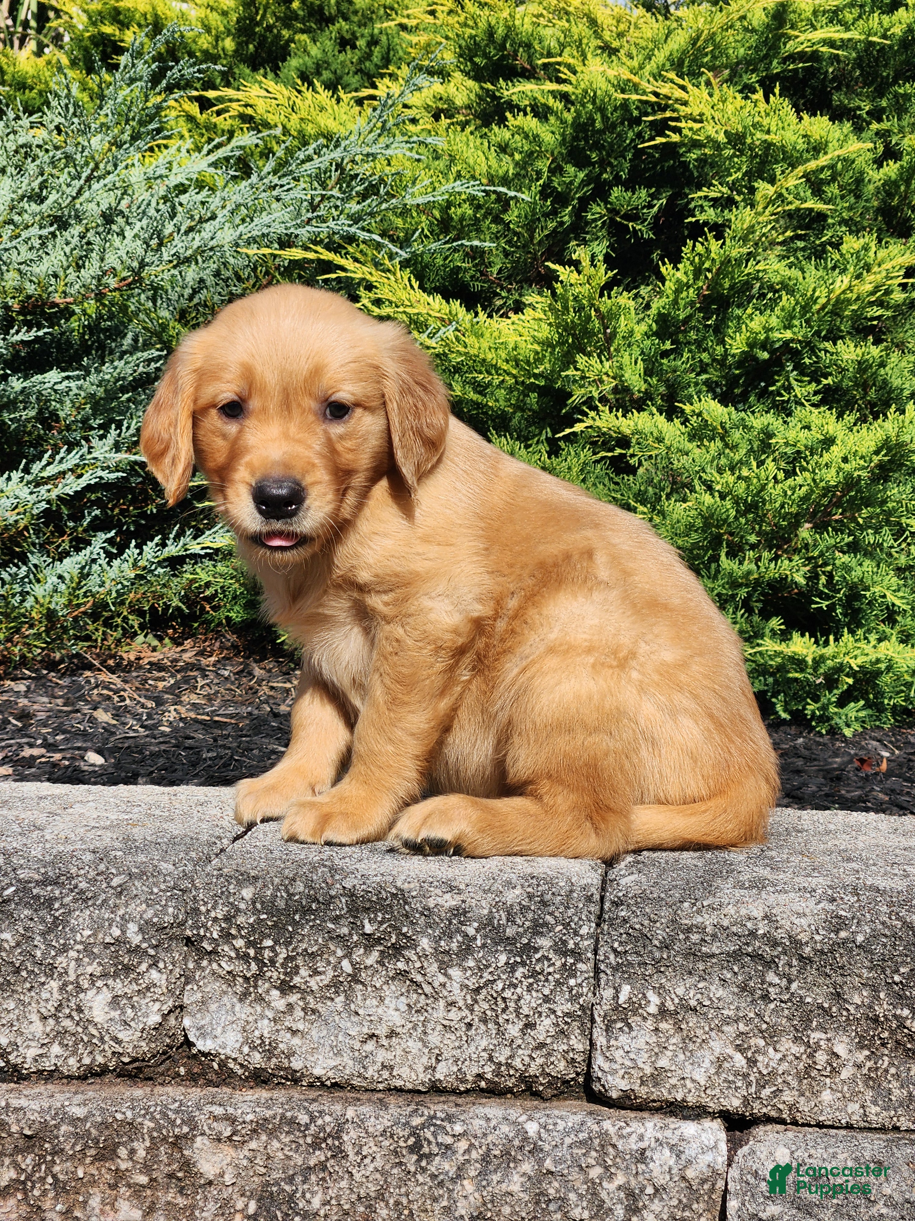 Golden Retriever dogs for sale: Chief - Ad 1