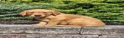 Golden Retriever dogs for sale: Chief - Ad 1