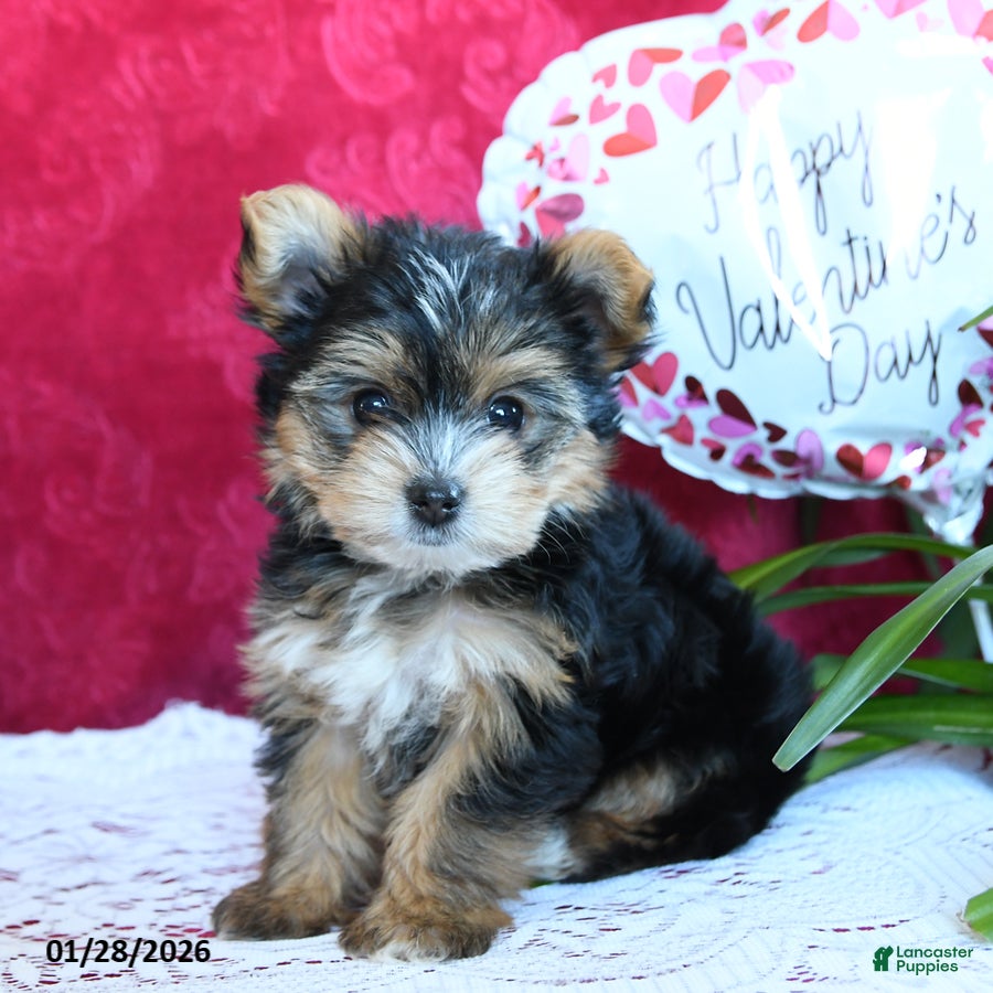 Yorkshire Terrier dogs Sheila - Ad 1